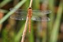 Isoaeschna isoceles (Green-eyed Hawker) male 1.JPG
